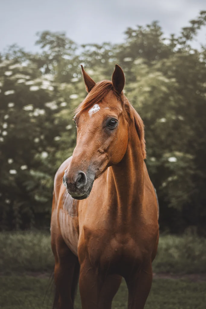 Horseback Riding_english-thoroughbred-horse-field